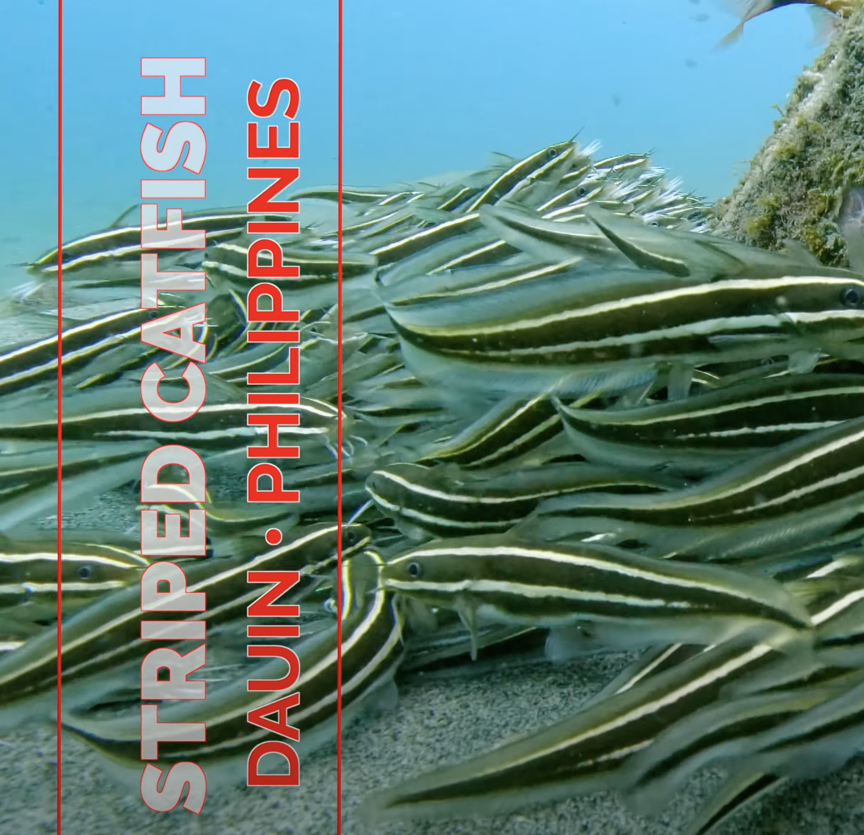 Venomous and Mesmerizing: Meet the Striped Eel Catfish of Dauin